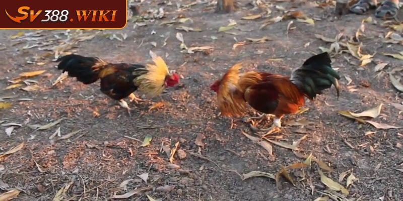 Luật đá gà tre - Hướng Dẫn Toàn Diện Cho Người Mới 2 Luật đá gà tre qua quy tắc thi đấu cụ thể