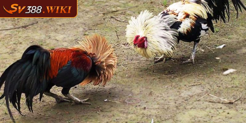 Luật đá gà tre - Hướng Dẫn Toàn Diện Cho Người Mới 1 Đá gà tre là gì?